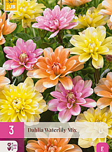 X 3 DAHLIA WATERLILY MIX