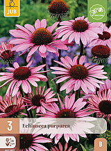 X 3 ECHINACEA PURPUREA
