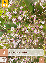 X 3 GYPSOPHILA PACIFICA