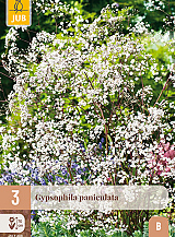 X 3 GYPSOPHILA PANICULATA