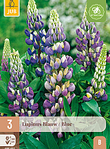 X 3 LUPINUS BLAUW