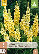 X 3 LUPINUS CREME-GEEL