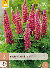 X 3 LUPINUS ROOD