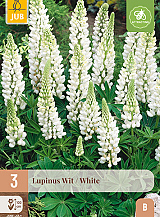 X 3 LUPINUS WIT