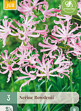 X   3 NERINE BOWDENII