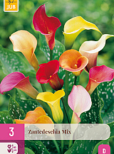 X 3 ZANTEDESCHIA MIX
