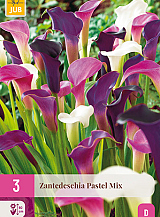 X 3 ZANTEDESCHIA PASTEL MIX