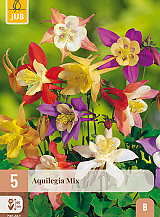 X 5 AQUILEGIA MIX