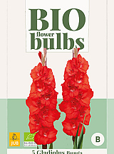 X 5 BIO GLADIOLUS BUNGA