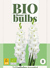 X 5 BIO GLADIOLUS ESSENTIAL