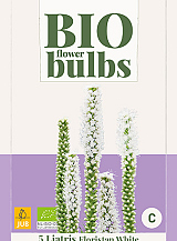 X 5 BIO LIATRIS FLORISTAN WHITE