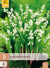 X 5 CONVALLARIA MAJALIS