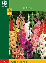 X   5 GLADIOLUS MIX