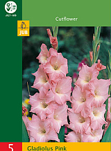 X   5 GLADIOLUS PINK