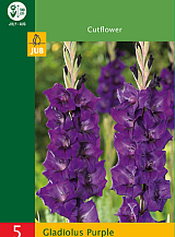 X   5 GLADIOLUS PURPLE