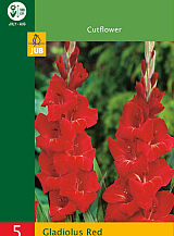 X 5 GLADIOLUS RED