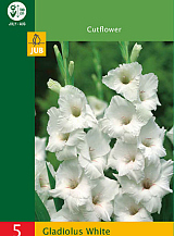 X   5 GLADIOLUS WHITE