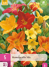 X 5 HEMEROCALLIS MIX