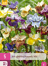 X 5 IRIS SIBIRICA PEACOCK MIX