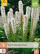 X 5 LIATRIS FLORISTAN WHITE