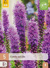 X 5 LIATRIS SPICATA
