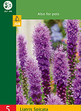 X 5 LIATRIS SPICATA