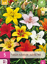 X 5 LILIUM AZIATISCH MIX VJ