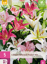 X 5 LILIUM ORIENTAL PASTEL MIX