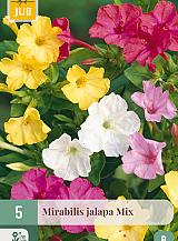 X   5 MIRABILIS JALAPA MIX