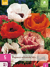 X 5 PAPAVER ORIENTALE MIX