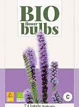 X 7 BIO LIATRIS SPICATA