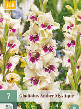 X   7 GLADIOLUS AMBER MYSTIQUE