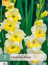 X   7 GLADIOLUS BUGGY