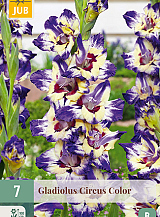 X   7 GLADIOLUS CIRCUS COLOR