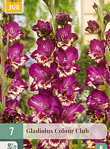 X   7 GLADIOLUS COLOUR CLUB