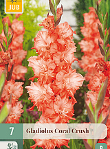 X   7 GLADIOLUS CORAL CRUSH