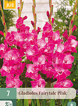 X 7 GLADIOLUS FAIRYTALE PINK
