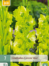 X 7 GLADIOLUS GREEN STAR