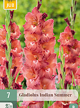 X   7 GLADIOLUS INDIAN SUMMER