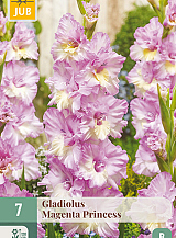 X   7 GLADIOLUS MAGENTA PRINCESS