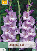 X   7 GLADIOLUS MILKA