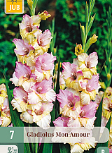 X   7 GLADIOLUS MON AMOUR