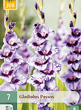 X 7 GLADIOLUS PASSOS
