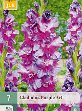 X   7 GLADIOLUS PURPLE ART