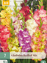 X 7 GLADIOLUS RUFFLED MIX