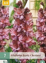 X 7 GLADIOLUS RUSTY CHESTNUT