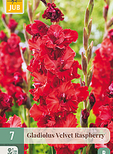 X   7 GLADIOLUS VELVET RASPBERRY