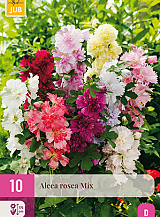 X 10 ALCEA ROSEA MIX