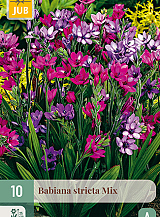 X 10 BABIANA STRICTA MIX