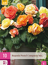 X 10 BEGONIA PASTEL COMPACTA MIX